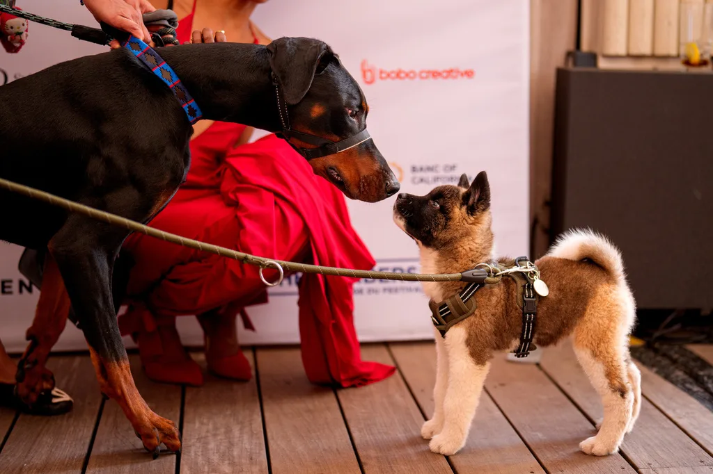 La Perra” gana el premio Palm Dog en el Festival de Cannes 2026