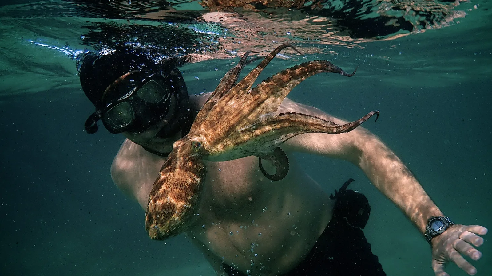 La historia de un pulpo que enseña la conexión entre humanos y naturaleza en Netflix