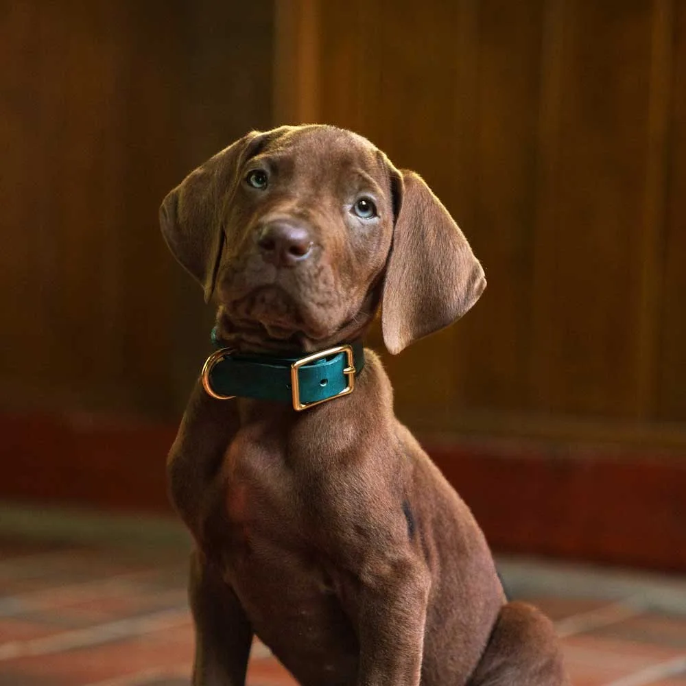 Netflix presenta a Scooby-Doo por primera vez como un perro real en nueva serie