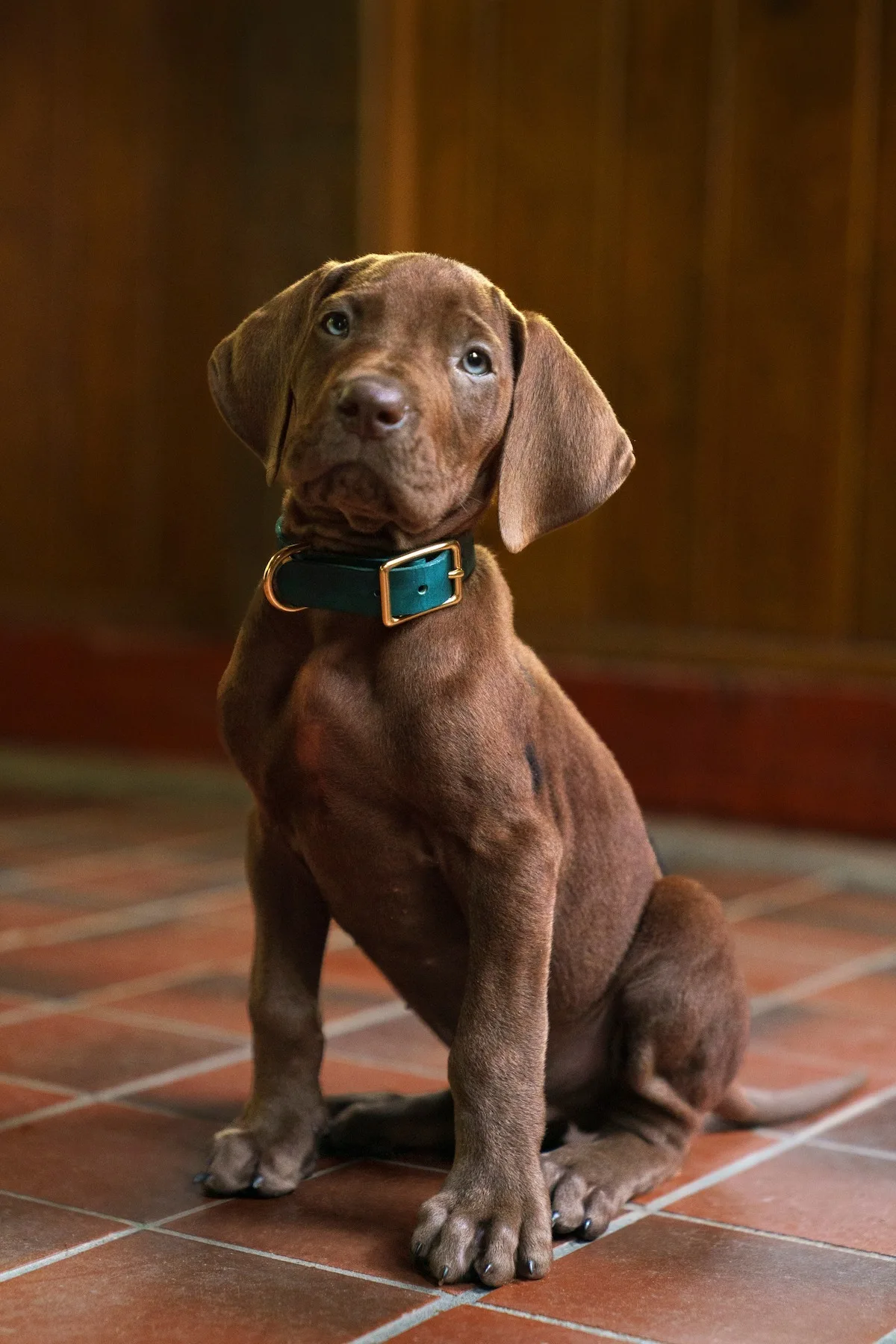 Scooby-Doo será un cachorro real en la nueva serie precuela de Netflix
